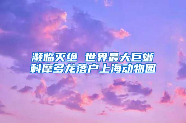 濒临灭绝 世界最大巨蜥科摩多龙落户上海动物园