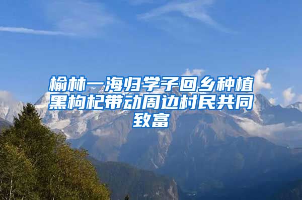 榆林一海归学子回乡种植黑枸杞带动周边村民共同致富